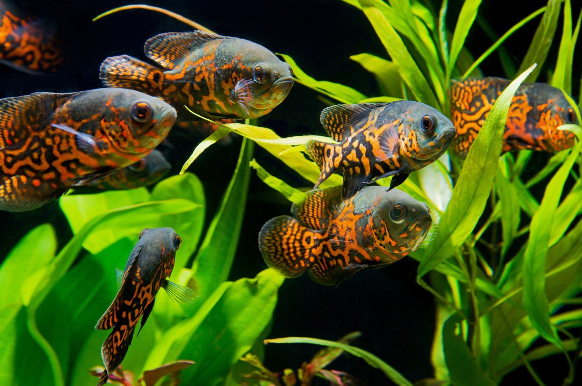 PH воды для аквариума PH воды для аквариума